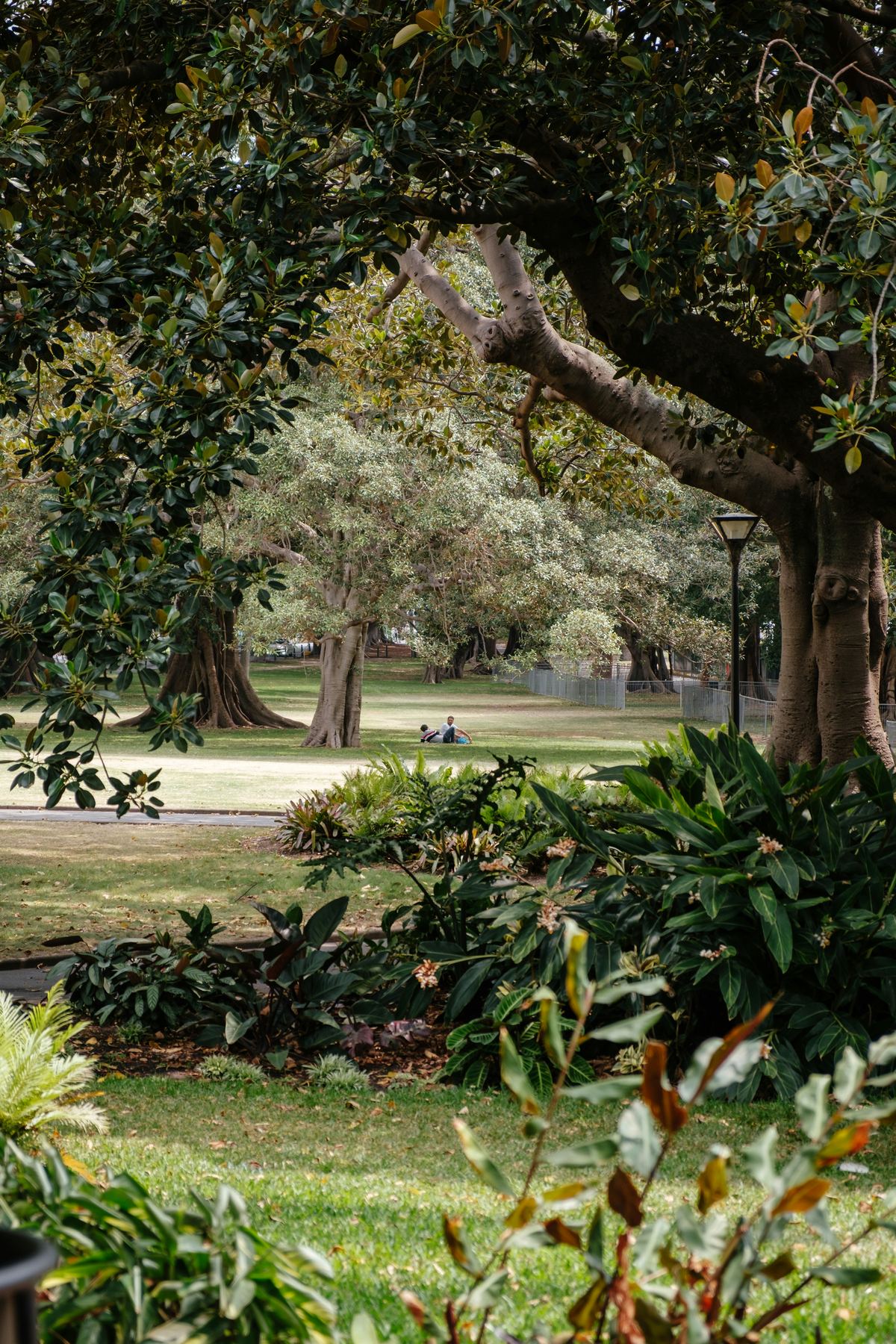 A lush Sydney park with tall trees, perfect for walking and community outings
